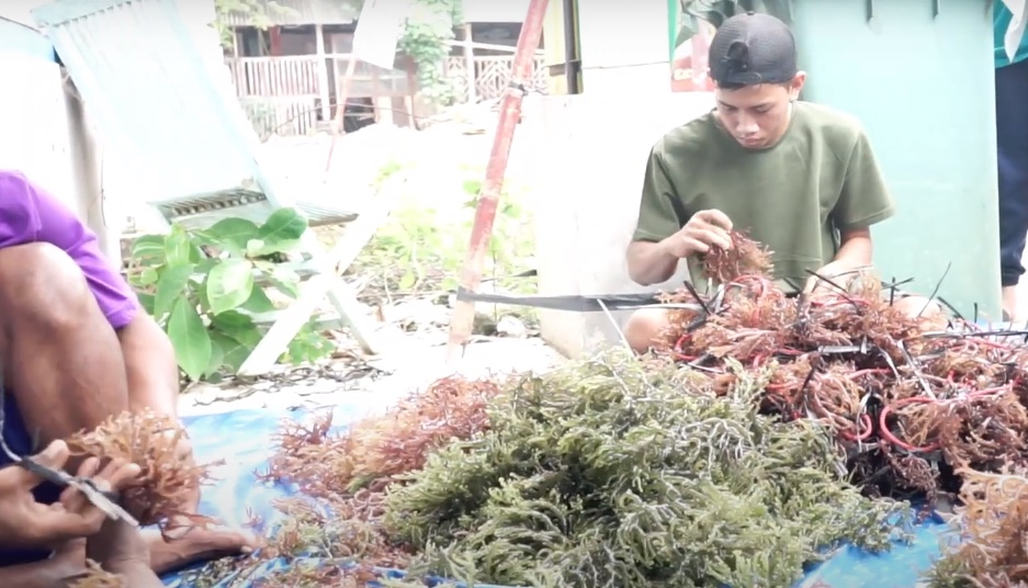 Banyak Potensi, Gagas Sentra Budi Daya Rumput Laut
